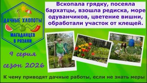 Посеяла бархатцы,взошла редиска,одуванчики,цветение вишни,обработка от клещей.К чему приводит работа
