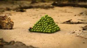 215. Minuscule - A pea in the hand is worth   Deux petits pois deux mesures (Season 2)
