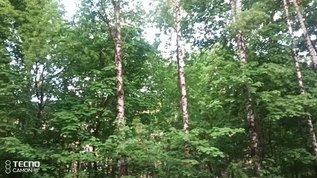 Ранние птички