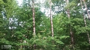 Ранние птички