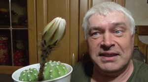 Календарь: 17 мая 2026 год. Два кактуса растут в горшке. Бутон на кактусе.