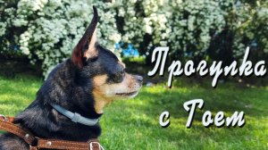 Ростовская весна, купание Тоя, черепахи и выводки утят