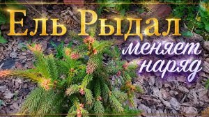 Ель Рыдал меняет наряд