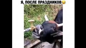 #смешныевидео -1405