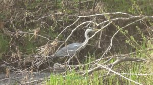 Серая цапля | Ardea cinerea