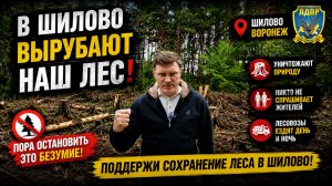 Остановим вырубку леса в Шилово!