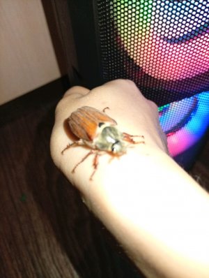 челендж с едой
