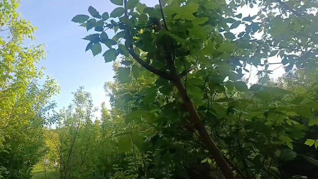 Дачные хлопоты. смотреть онлайн