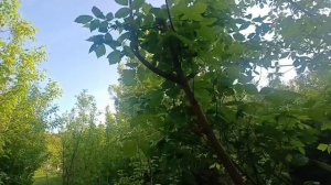 Дачные хлопоты.