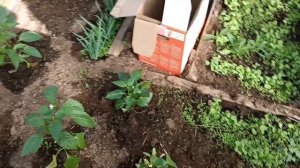 Как в мае потопаешь, так в зиму полопаешь//трудимся и в теплицах и на пасеке.