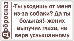 -Ты уходишь от меня из-за собаки? Да ты больная!- жених выпучил глаза, не веря услышанному