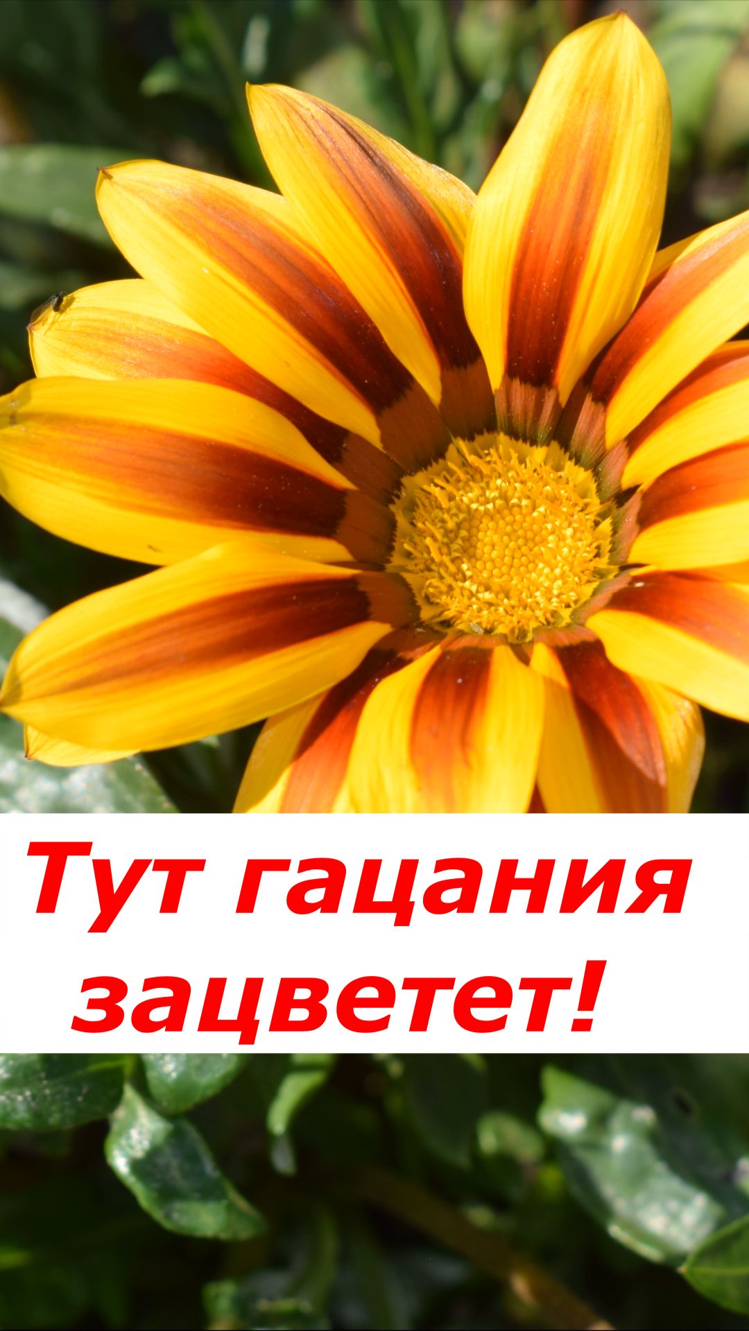 Где посадить гацанию? Ошибка лишит вас цветов!