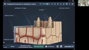 АНАТОМИЯ. ОПОРНО-ДВИГАТЕЛЬНАЯ СИСТЕМА. СТРОЕНИЕ КОСТИ