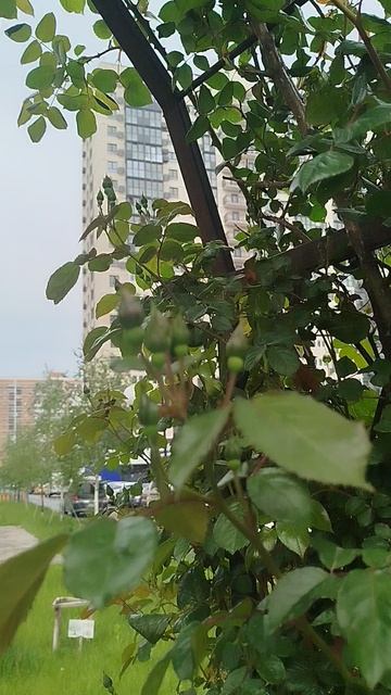 Арка счастья смотреть онлайн