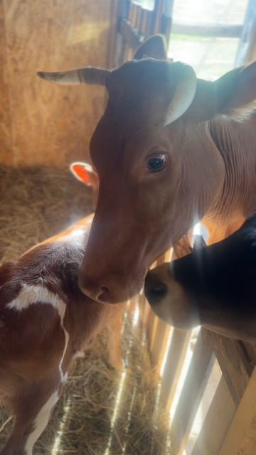Мама корова) #корова #cow