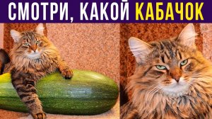 Смотри, какой КАБАЧОК!) Приколы