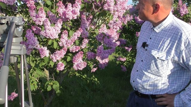 Александровка Сиреневый сквер 