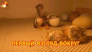 Цыплёнок выспался после вылупления и впервые смотрит на мир вокруг