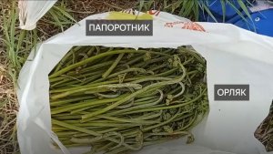 Папоротник . Орляк . Сбор . Собрала мешочек . В лесу . Польза. Обзор. Сбор папоротника. Видео. Лайк