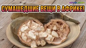 Сумасшедшие вещи в Африке, запутавшие весь мир!