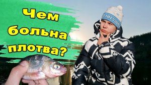 Рыбалка весной! ПЛОТВА  сама вышла НА БЕРЕГ! Свадьба карасей!