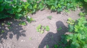 Эта чаша наполнена свежесобранной садовой земляникой, которую в России часто называют клубникой.