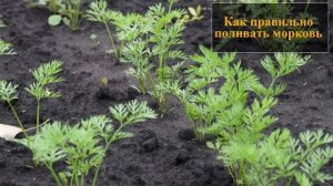 Полив моркови в открытом грунте: когда, как часто, сколько воды, прекращение полива