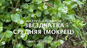 Звездчатка средняя. Алефиров А.Н.