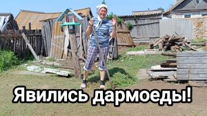 Им некогда, у них любовь. Сосед отработал скошенную грушу 😂