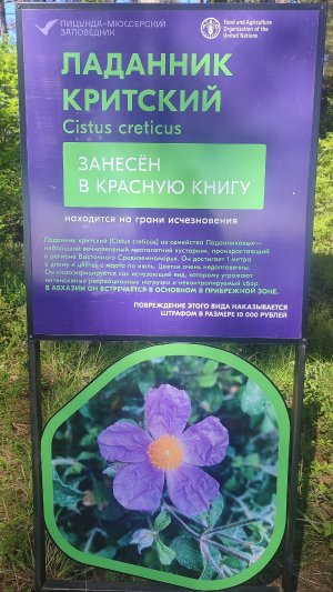 ЛАДАННИК КРИТСКИЙ🌸КРАСНОКНИЖНОЕ РАСТЕНИЕ||АБХАЗИЯ. 17 МАЯ 2026