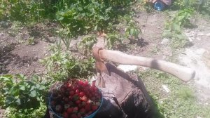 Миска с урожаем свежих ягод