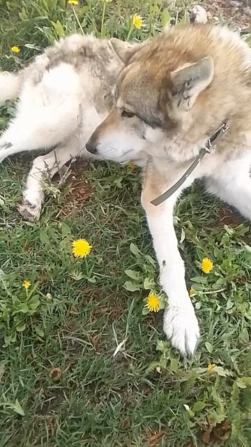 VID_20260513_121033.mp4