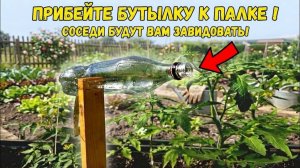 Прибейте БУТЫЛКУ к палке и ваш огород скажет вам спасибо! Хитрость для томатов, огурцов, перцев
