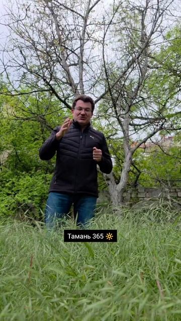 Севастопольцы устали ждать пока власти покосят траву и объявили конкурс на самые высокие кусты