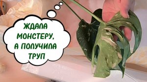 ЕЩЁ ОДИН ТРУП В КОЛЛЕКЦИЮ! НЕ ХОТИТЕ-ПОЛУЧИТЕ! 🤦 РАСПАКОВКА. 18-05-2026