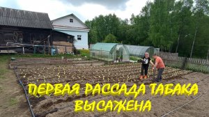 НАЧАЛИ ПОСАДКУ ТАБАКА. Долгожданный РЕМОНТ В ДОМЕ. ЛОМАЕМ СТЕНЫ и УБИРАЕМ ОТОПЛЕНИЕ
