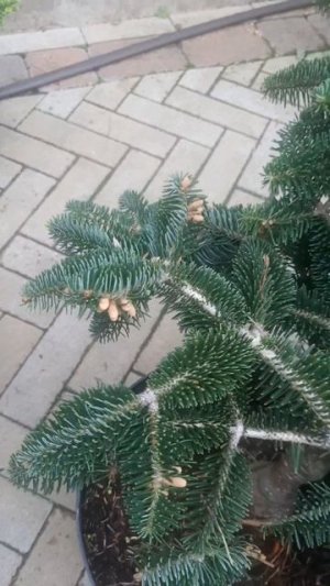❤🌲Пихта Мейерс Драфт 
✔Продажа растений в макс и телеграм канале: https://t.me/love_is_hvoiny_dvorik