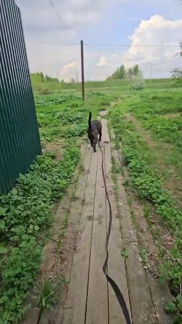 rutube.ru
