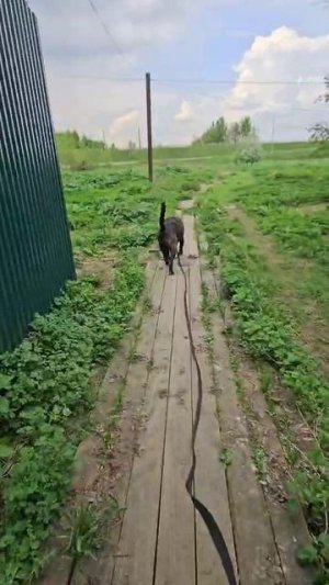 Сандр