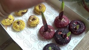 2465.Гладиолусы, подготовка к посадке, теория