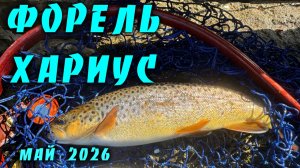 Форель, Хариус, Щука #4. Рыбалка в Ленинградской области. Май 2026.