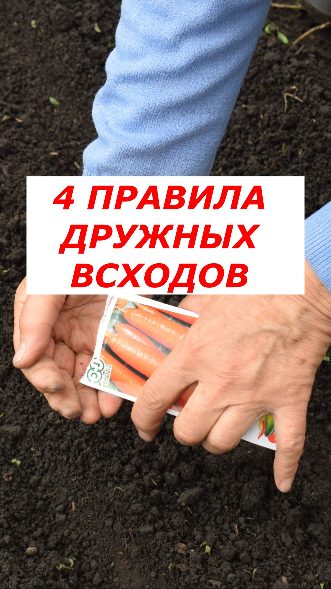 Сделайте ЭТО при посеве моркови и она взойдет одновременно.