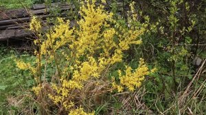 26-05-2026.Дача.Новые кустики малина и Йошта.(16.05.-17.05.26)