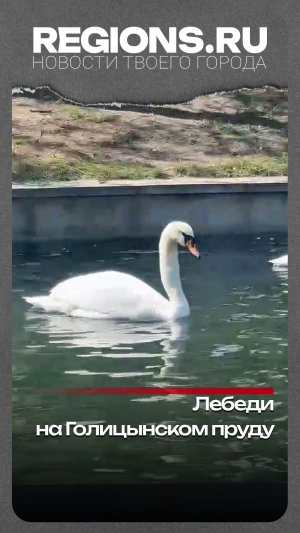 Лебеди на Голицынском пруду