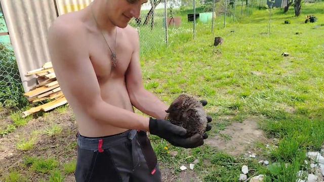 вот такой ёжик 🦔 смотреть онлайн