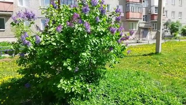 А на солнце куст сирени