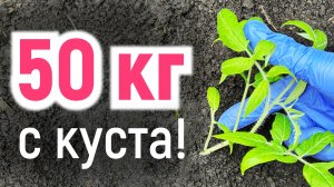 ВЫСАДКА ТОМАТОВ ЛЁЖА. Метод Маслова