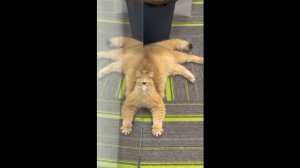 😻СБОРНИК ВИДЕО ИИ С КОТИКАМИ🐈