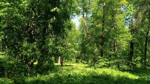 Гармония природы 🌲  в жаркий полдень ❣️ 18 мая