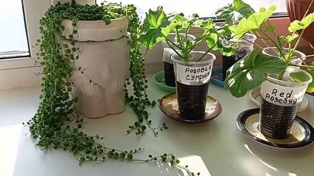 Наращивание хорошей корневой системы, на черенках Пеларгонии